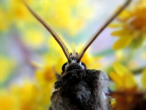 Top view of an interesting bug with long antennae on goldenrod