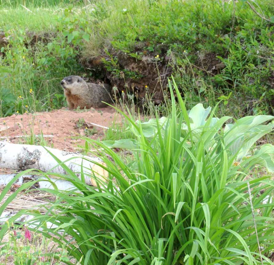 Jerry the Groundhog