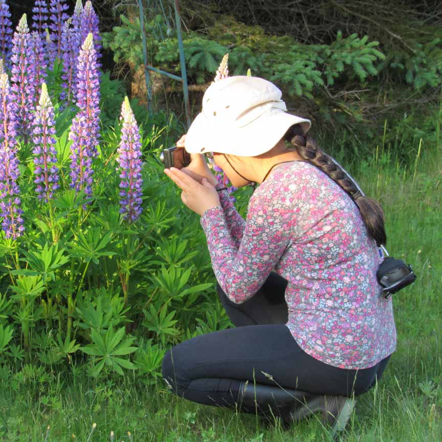 A cheerful person wearing a white gardening hat taking a photograph of lupins in the garden