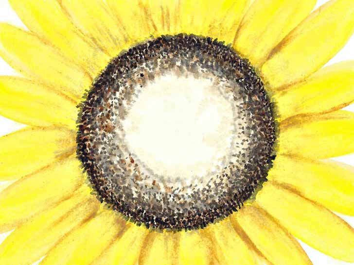 A photo of a sunflower painted with watercolours