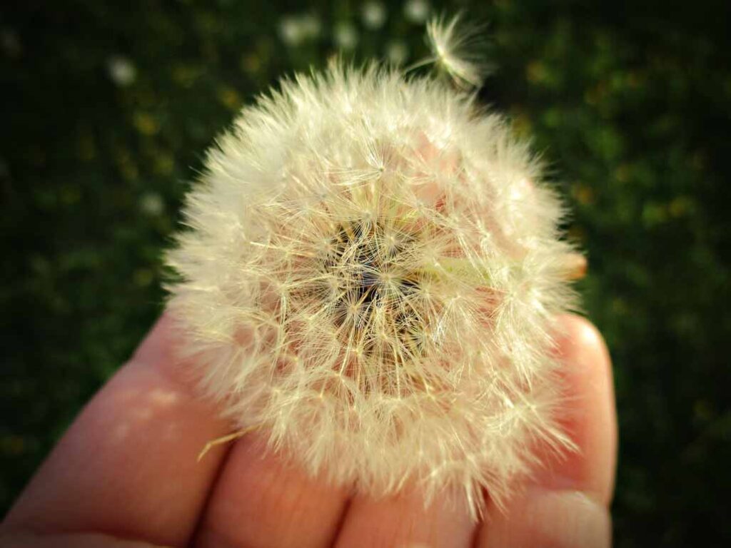 Closeup of person's hands holding a dandelion flower at sunset