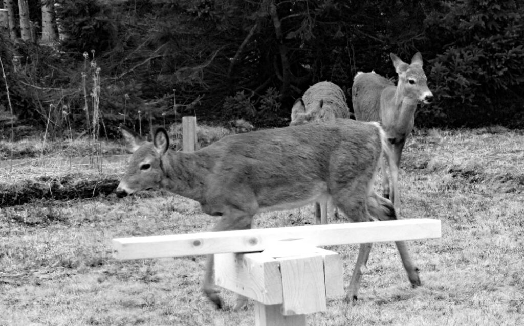 Three female deer walking through a backyard behind a wooden post.