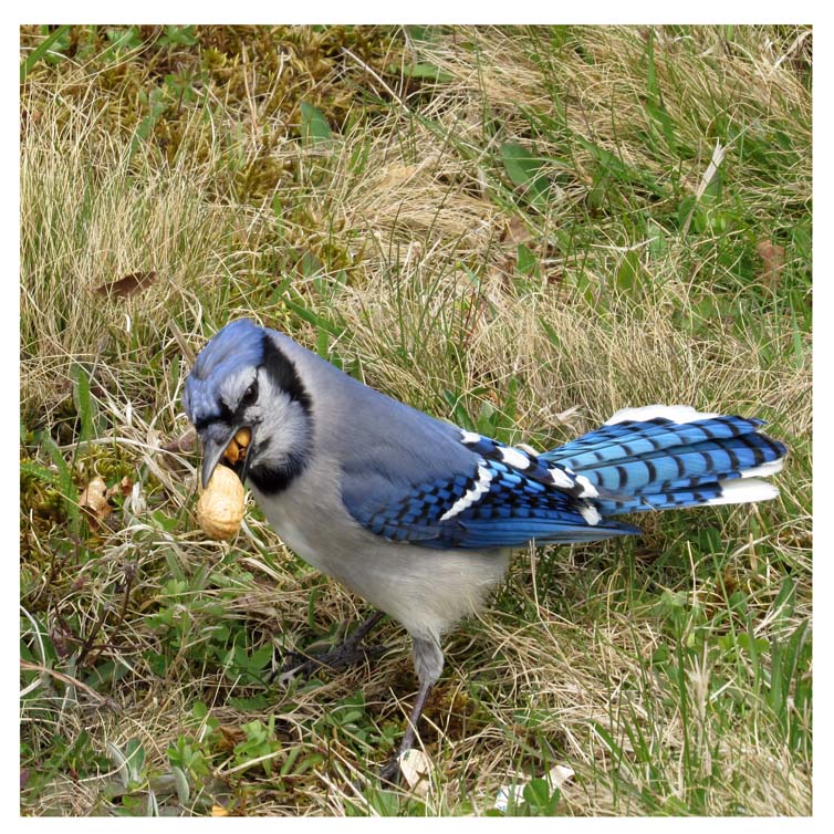 A blue jay with one peanut in his mouth and a second peanut in his beak