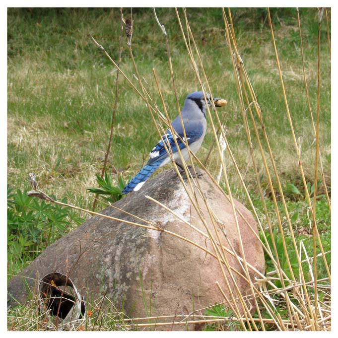 A blue jay perched on a rock with a peanut in its beam