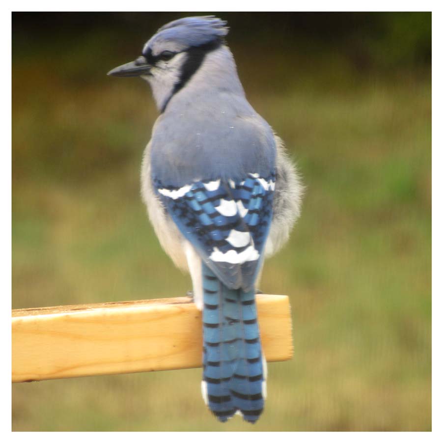 A blue jay sitting on a wooden post