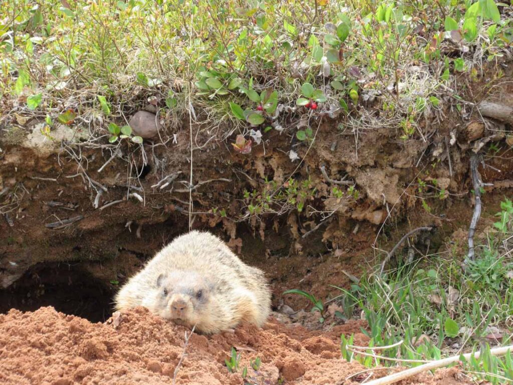 A photo of Jerry the groundhog relaxing in front of his burrow