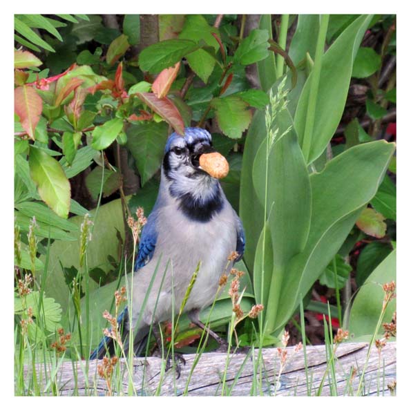 A blue jay in a garden with a peanut in its beak