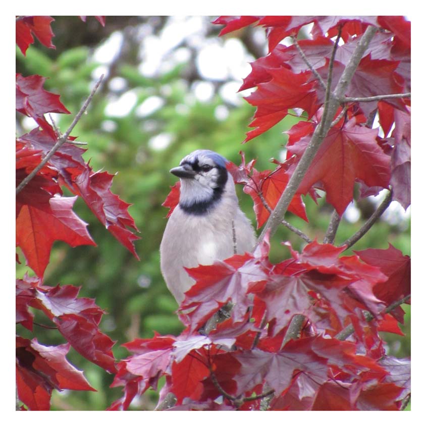 A content-looking blue jay sitting in a red maple tree