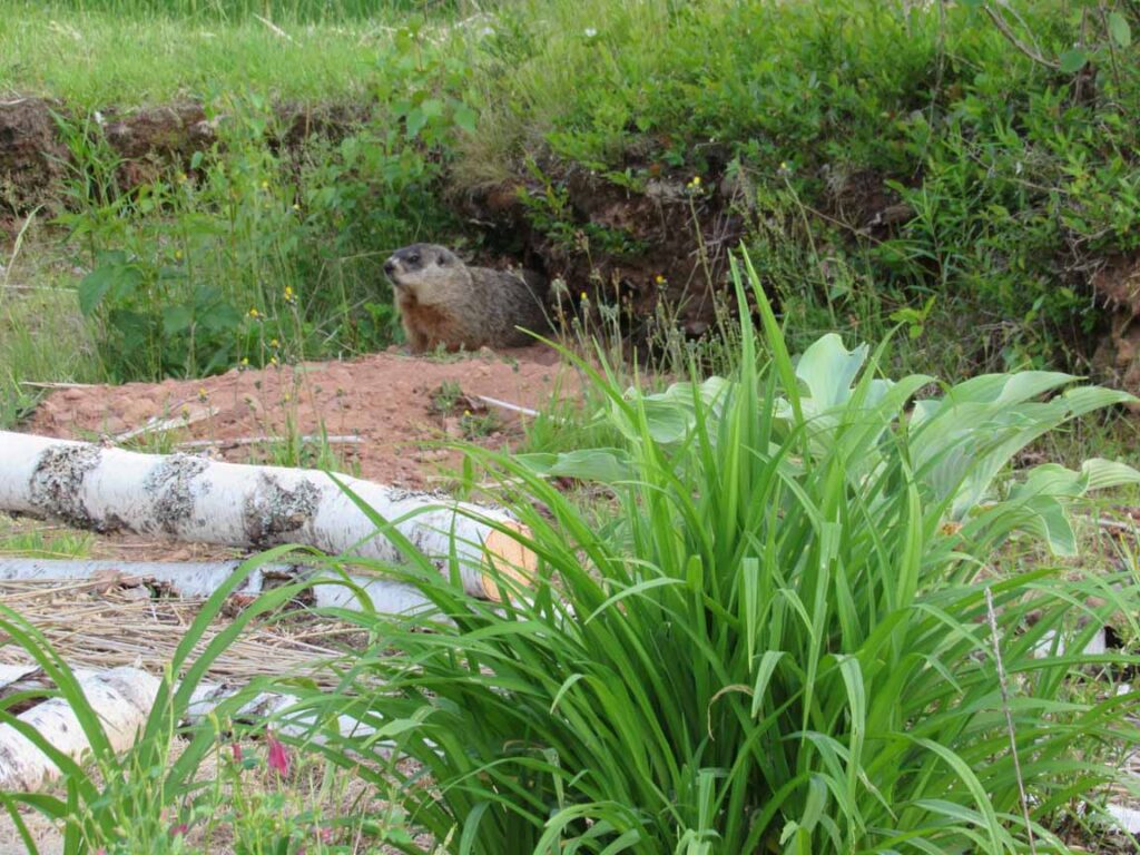 A groundhog peeking out of a burrow behind a lily plant