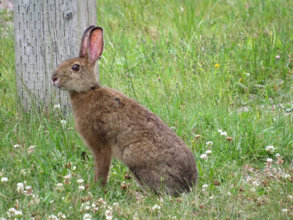 Bunny Garden Visitor