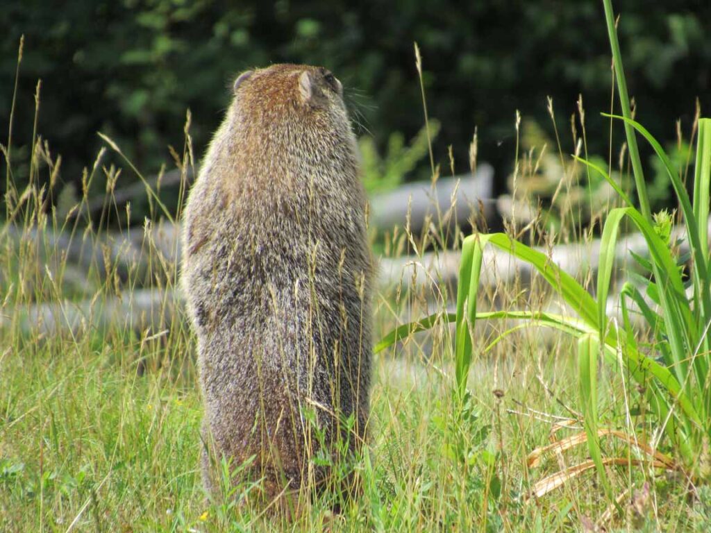 Jerry the Groundhog