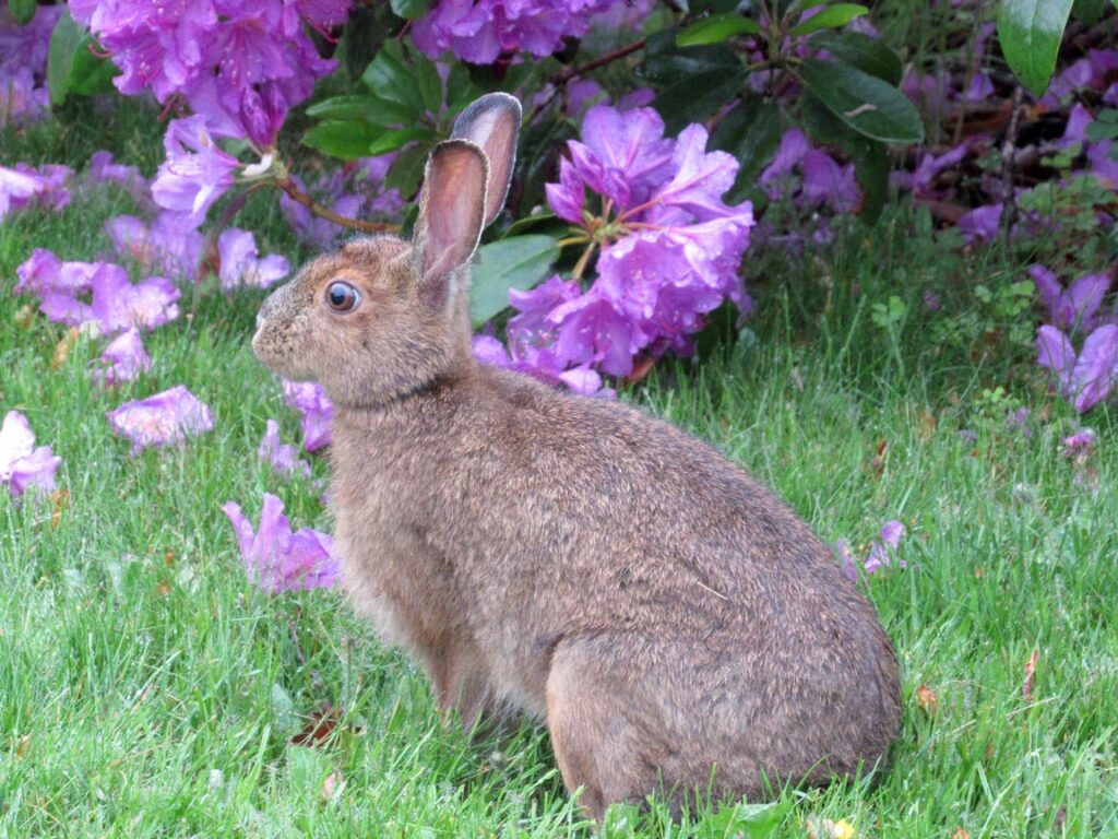 Bunny Garden Friend