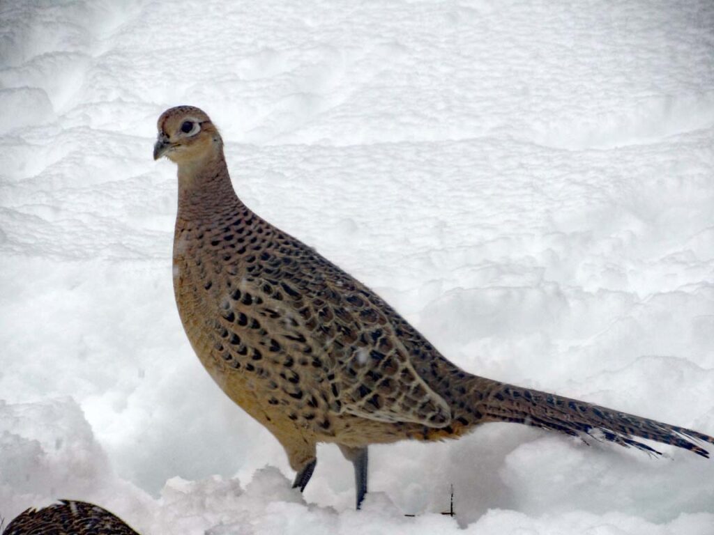 A female ring-necked pheasant standing in the snow