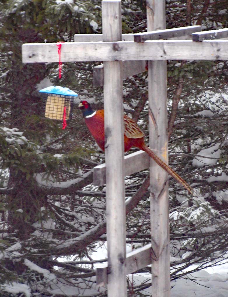 A male ring-necked pheasant reaching for food