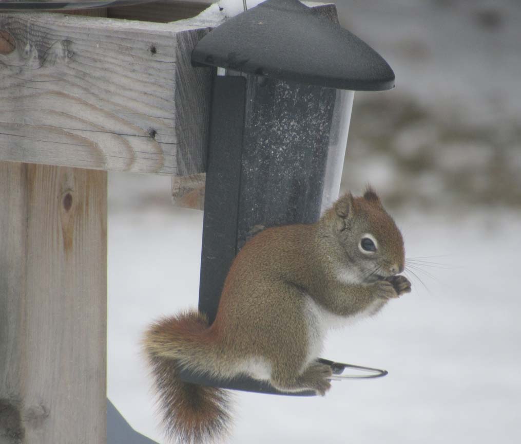 Garden Friend Squirrel