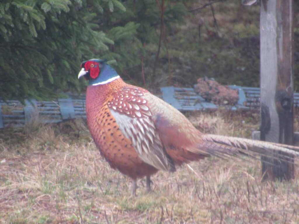 A male ring-necked pheasant standing on some brown grass