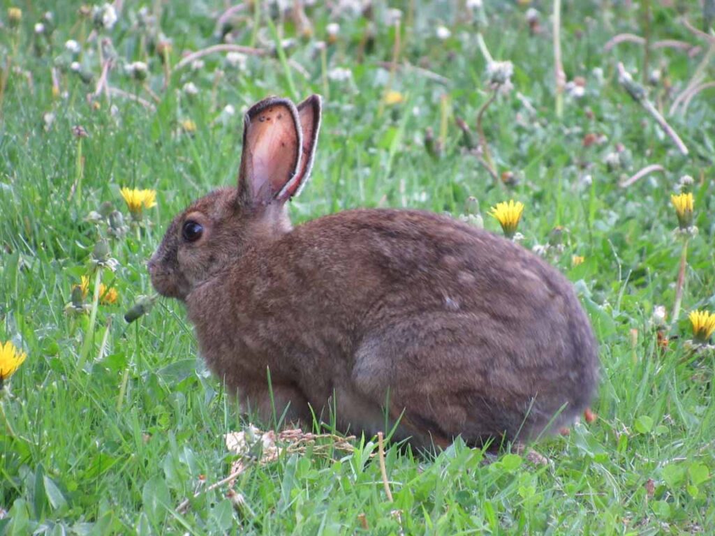 A brown bunny on the grass near the garden