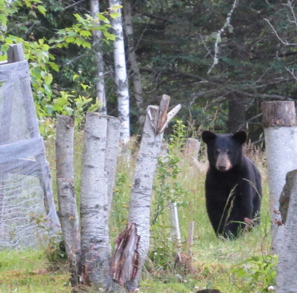 A small black bear walking by some birch tree stumps