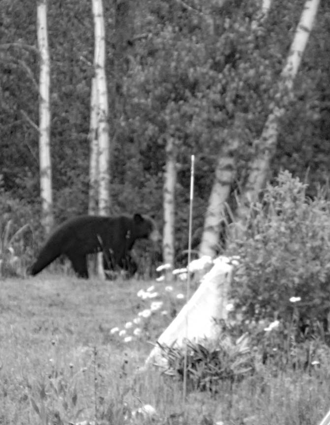 Surprise Garden Visitor- Bear