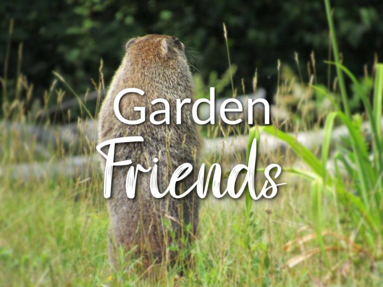 A groundhog facing away from the viewer with the text "Garden Friends"