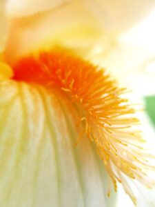 Macro photo of an orange bearded iris