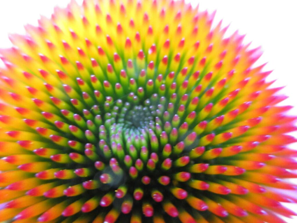 A blurry photo of an echinacea cone