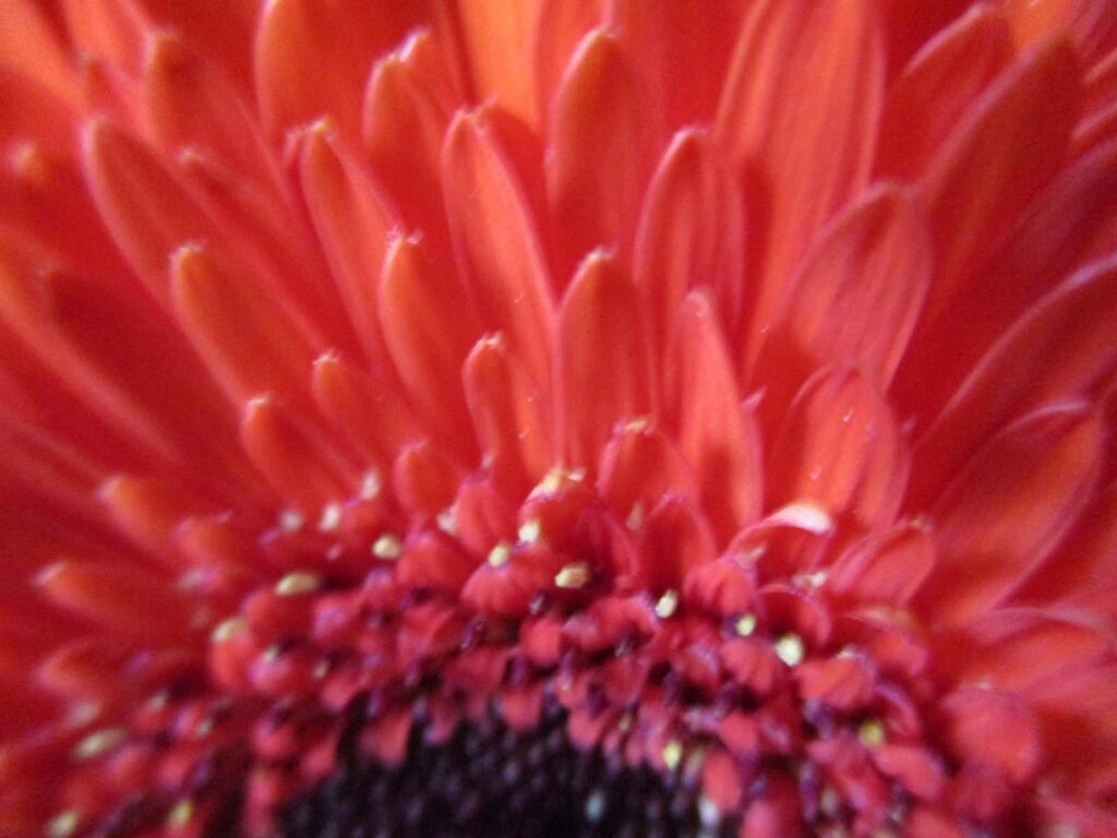 A blurry photo of a red gerber daisy