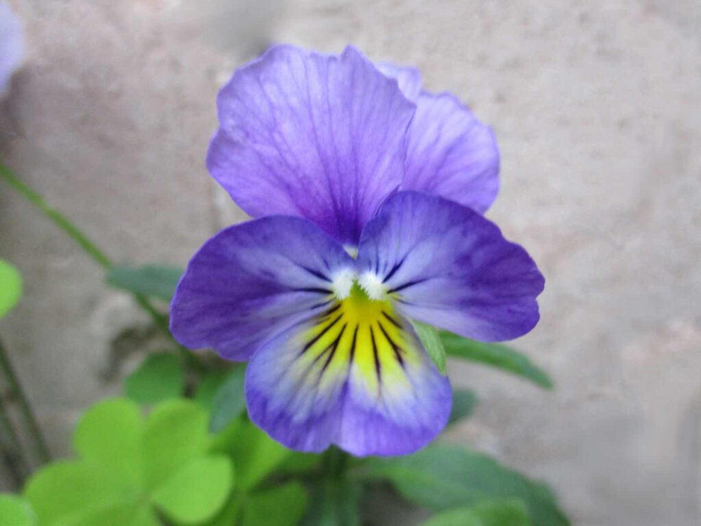 A blurry photo of a pansy