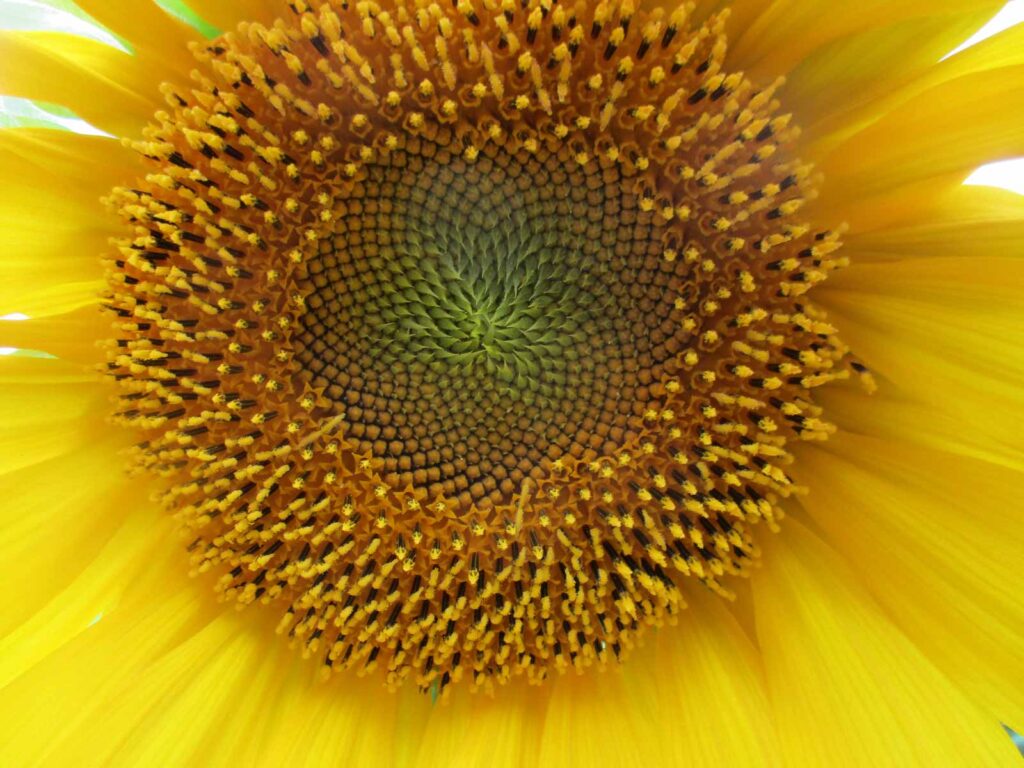 A blurry photo of the center of a sunflower