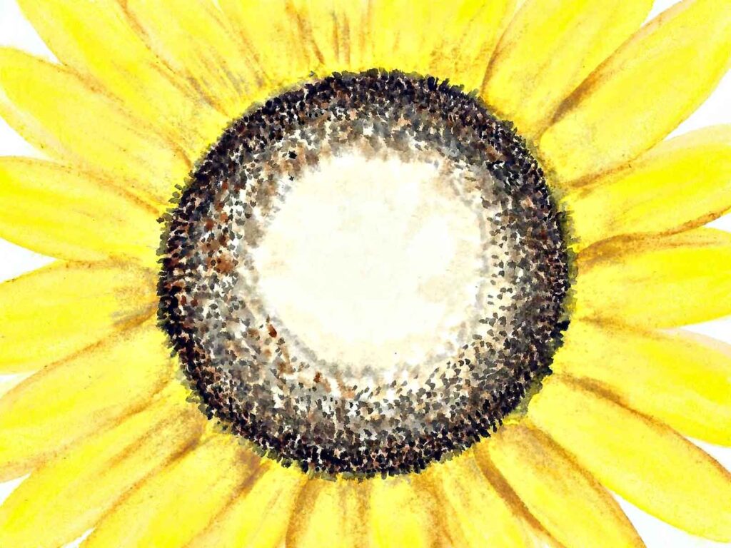 A watercolour painting of a yellow sunflower