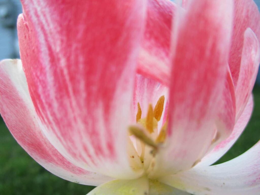 A blurry photo of a pink tulip