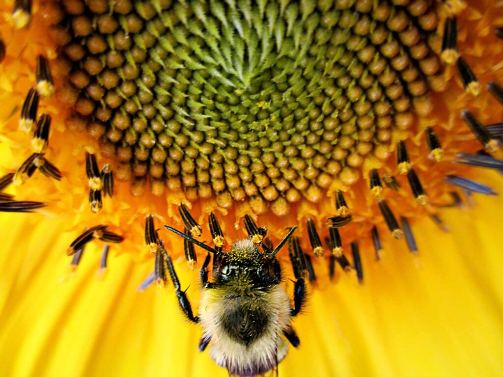 A photo of a bee on a sunflower after being sharpened in PhotoscapeX