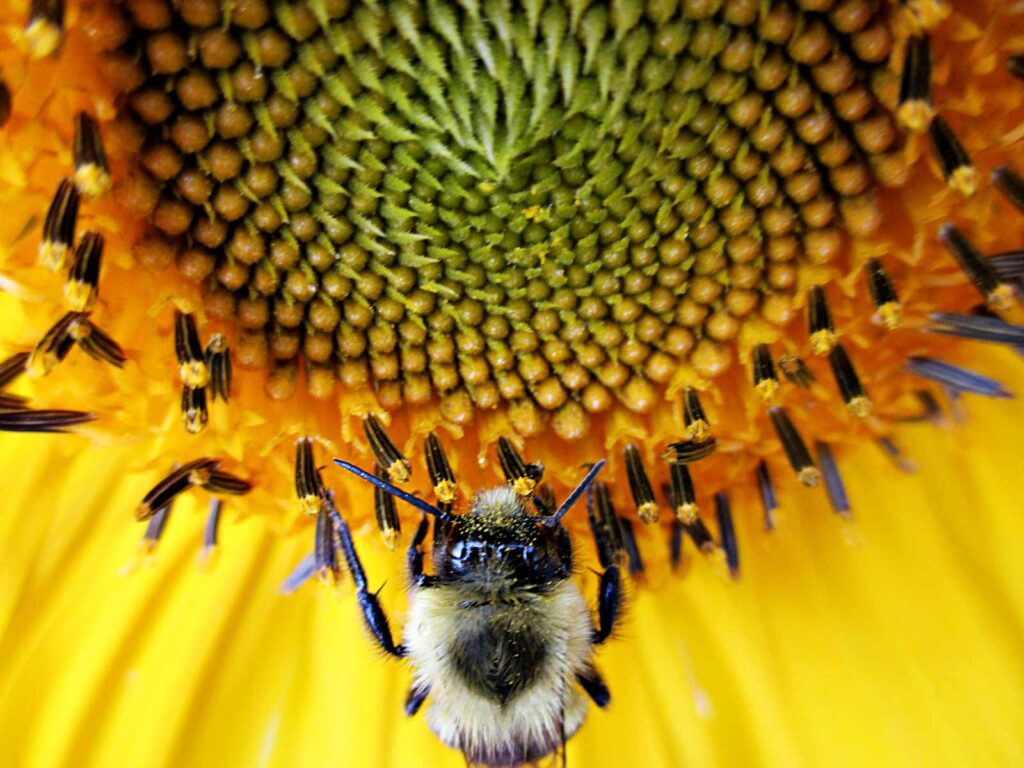 A blurry photograph of a bee on a sunflower