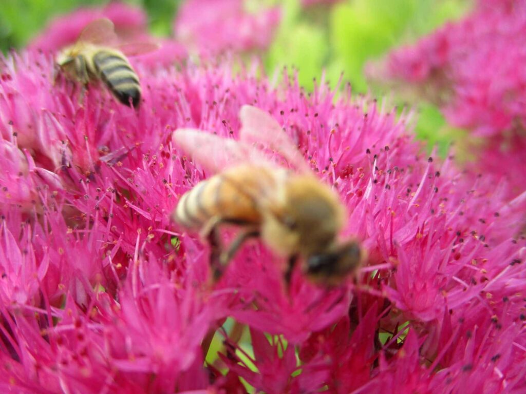 A blurry photo of a bee on an autumn joy sedum