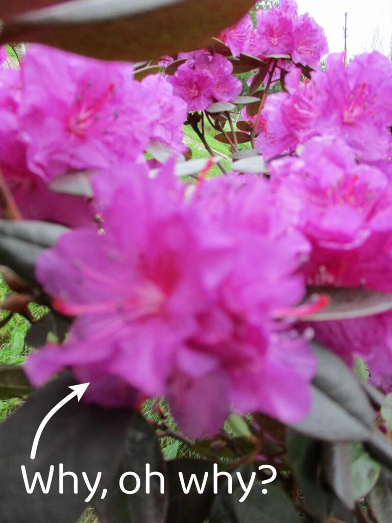 A blurry photo of a purple rhododendron flower with the text, "why, oh why?"