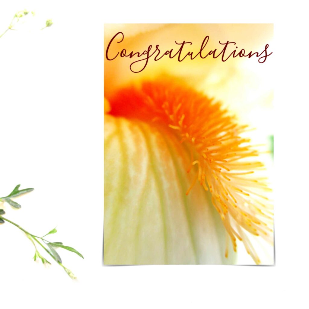 Cover image for Congratulations Cards made by Cranky Bee Art