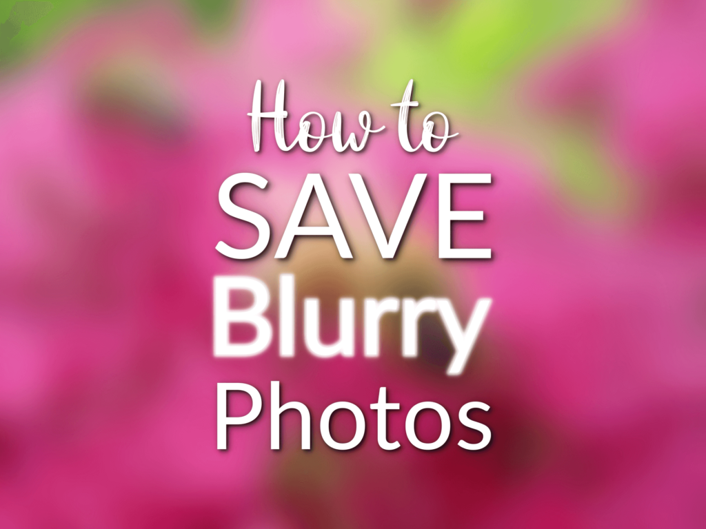 Cover photo for a blog article titled, "How to save blurry photos" showing a blurry photo of a bee on pink flowers