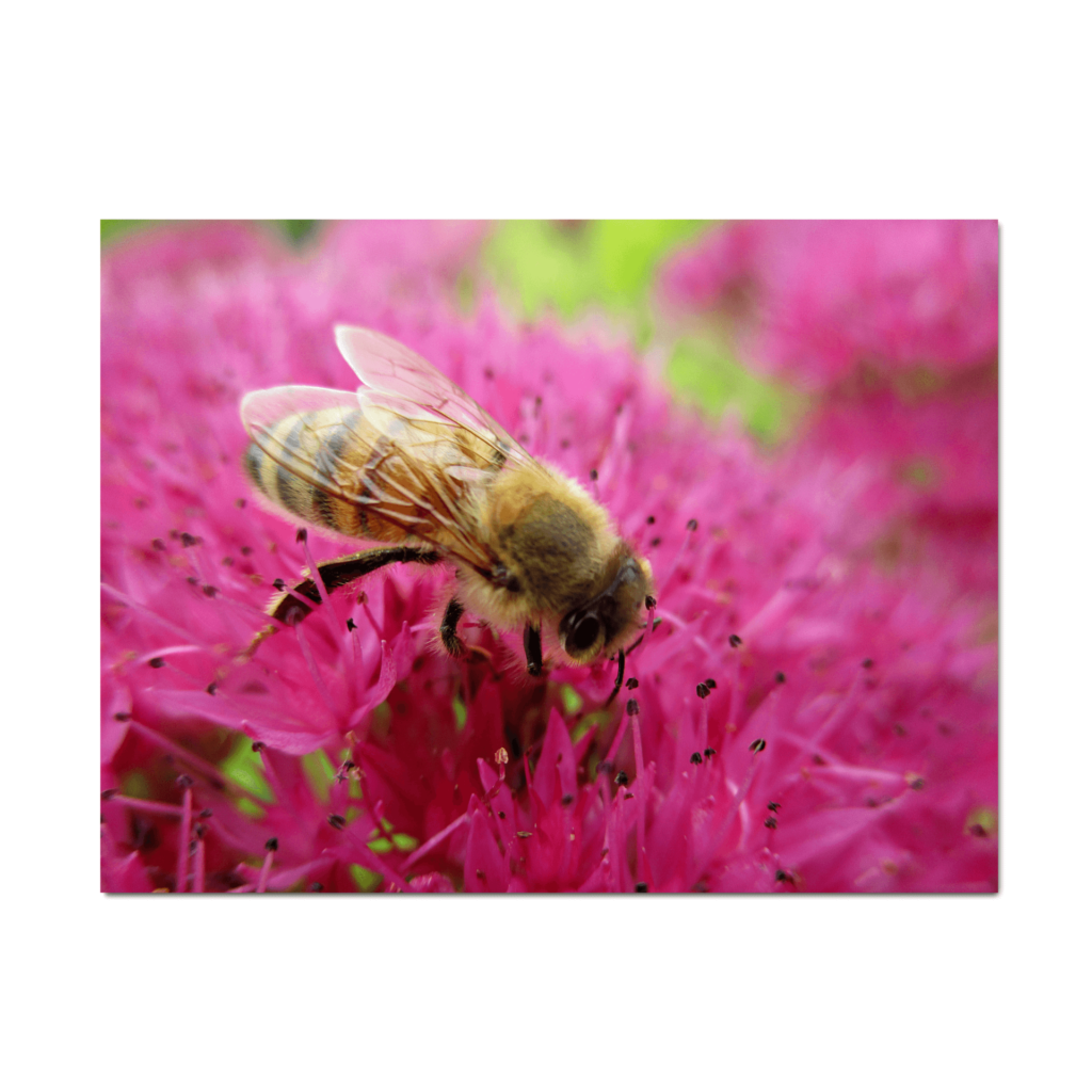 Cover photo for photography art prints showing a honeybee feeding on an autumn joy pink sedum flower.